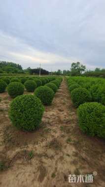 冠幅200厘米小叶女贞球