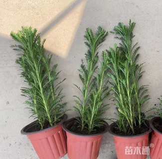 高度30厘米黄金菊