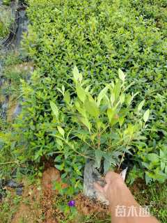 高度20厘米牡丹