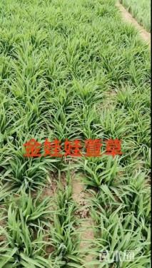 高度40厘米金娃娃萱草