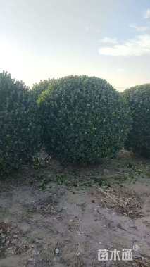 冠幅200厘米卫矛球