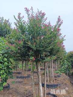 高度300厘米红花紫薇