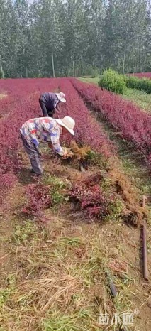 高度40厘米红叶小檗