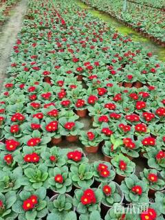 高度15厘米报春花