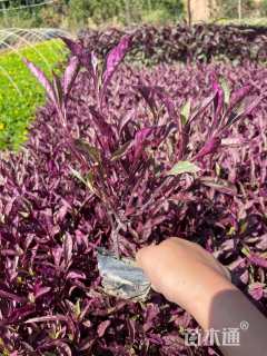 高度20厘米蟛蜞菊