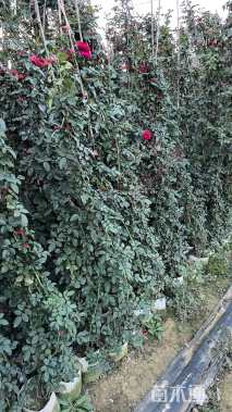 188厘米藤本月季