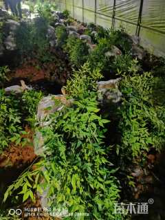 高度20厘米南天竹