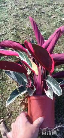 高度35厘米七彩竹芋