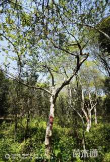 20公分红果冬青