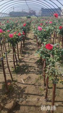 高度150厘米月季