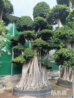 200公分造型小叶榕