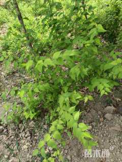 高度30厘米棣棠