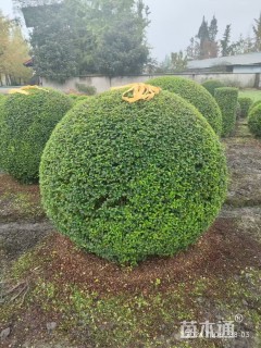 高度120厘米毛叶丁香