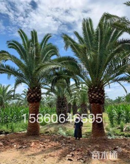 裸干高150厘米加拿利海枣