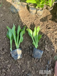 高度15厘米玉簪