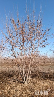 高度800厘米丛生元宝枫