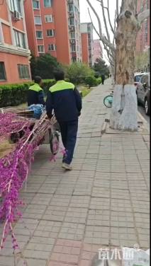 高度200厘米丛生紫荆