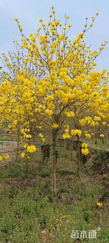 12公分黄花风铃木