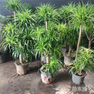 高度100厘米多头龙血树