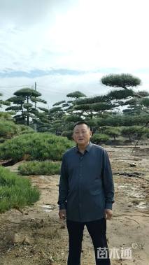 10公分造型油松