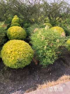 高度80厘米亮晶女贞小苗