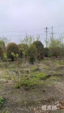 高度300厘米丛生桂花