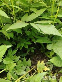 0.5公分红油香椿