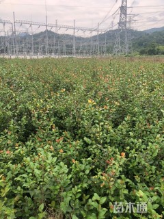高度120厘米茶梅