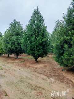 高度600厘米白皮松