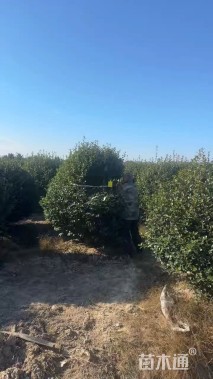 冠幅200厘米茶梅球