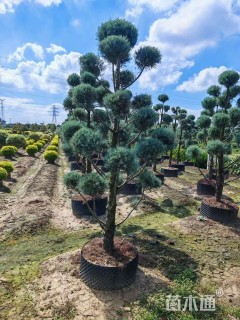 高度200厘米蓝冰柏