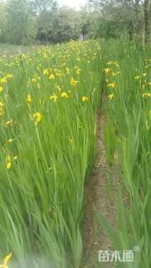 高度30厘米黄菖蒲
