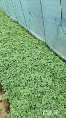 高度5厘米八宝景天