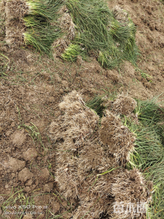 高度20厘米葱兰