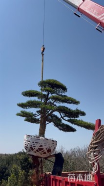 容器苗造型罗汉松