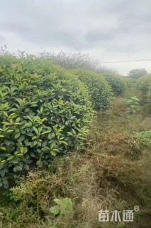 冠幅200厘米红叶石楠球