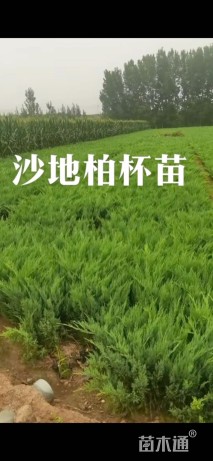 高度15厘米沙地柏