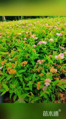 高度50厘米粉花绣线菊