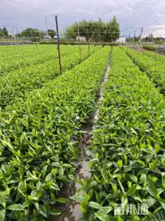 高度35厘米大叶栀子