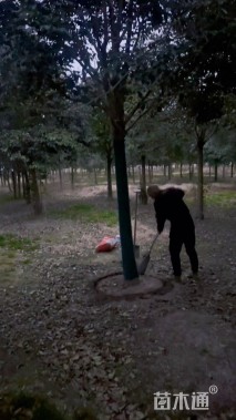 16公分大叶女贞