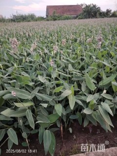 高度30厘米再力花