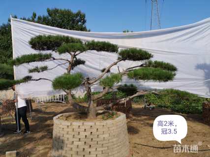 18公分造型松