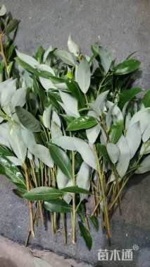 高度31厘米老鹰茶