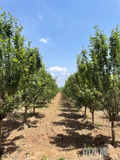 14公分西府海棠