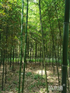 3公分雷竹