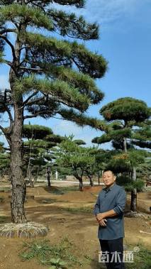 38公分造型黑松