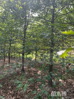 13公分北美红栎