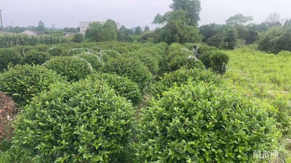 高度100厘米茶梅