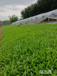 高度20厘米金鸡菊