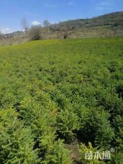 高度60.厘米云杉小苗